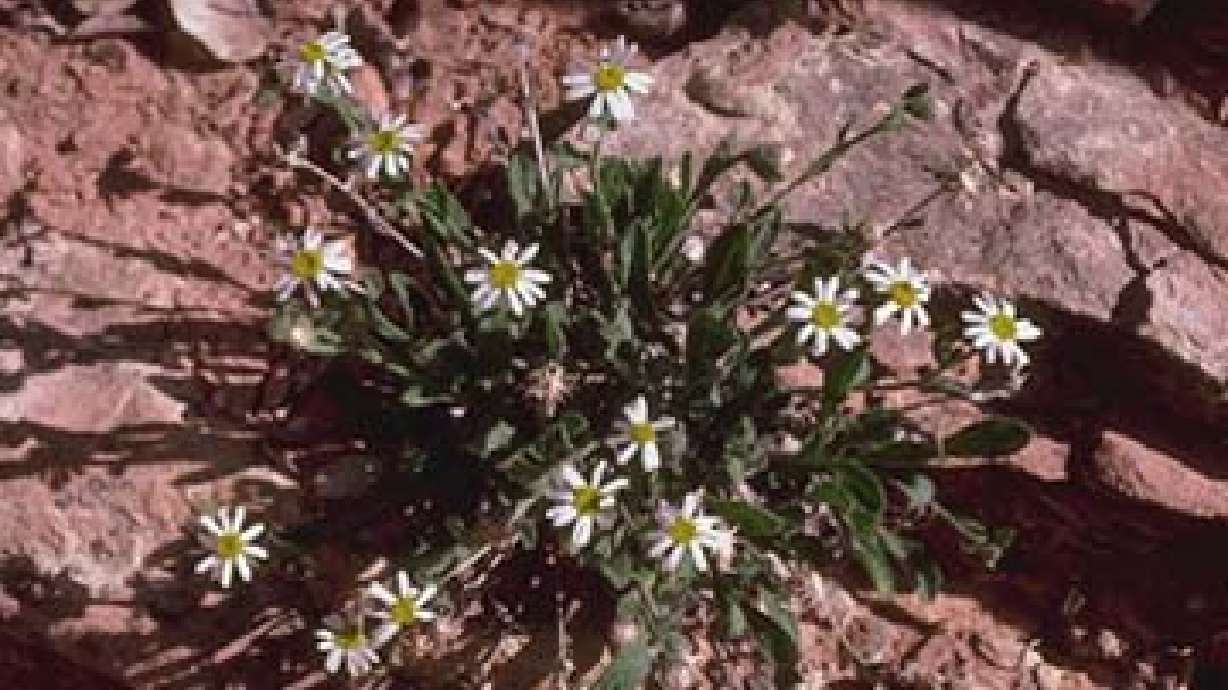 Feds: Rare Utah plant no longer threatened