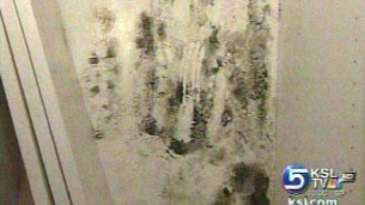 Black mold a real problem in Utah, despite dry climate