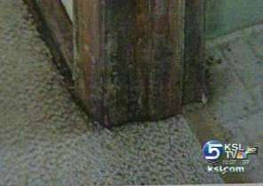 Black mold a real problem in Utah, despite dry climate