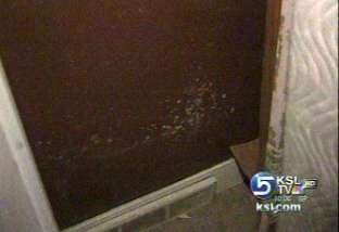 Black mold a real problem in Utah, despite dry climate