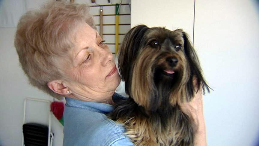 Dog sniffs out mold in homes