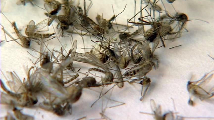 Take precautions and protect yourself from West Nile