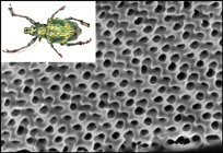 Courtesy University of Utah. Cuticular exoskeleton photonic crystal structure of the weevil Lamprocyphus augustus.