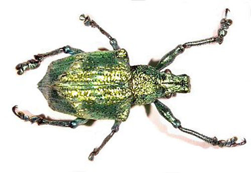 Nature could hold key for future optical computers