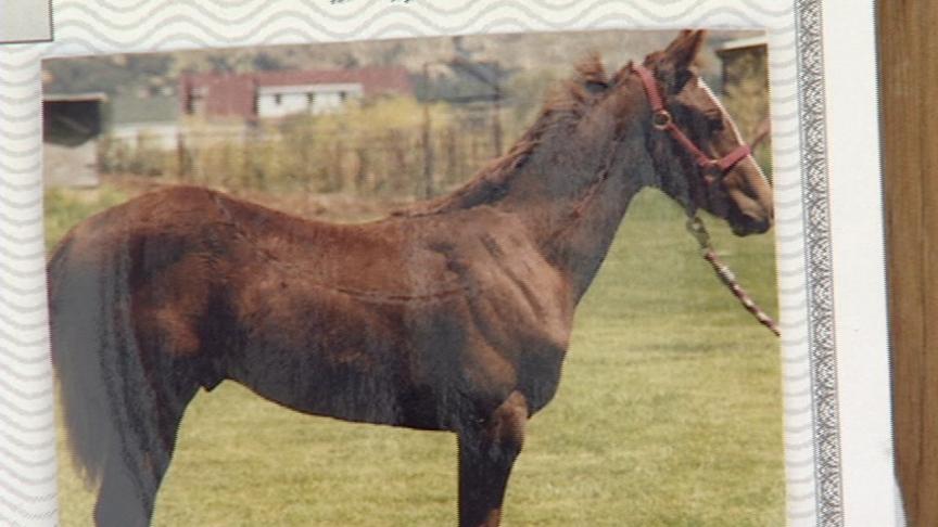 Owner of Stolen Horse Makes Plea for His Return