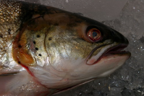 Whirling Disease Found in Another Utah Stream