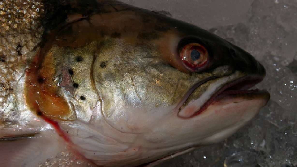 Whirling Disease Found in Another Utah Stream