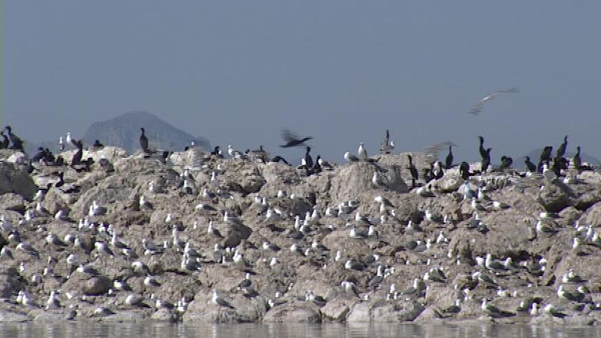 Great Salt Lake Bird Festival Bringing People Outdoors