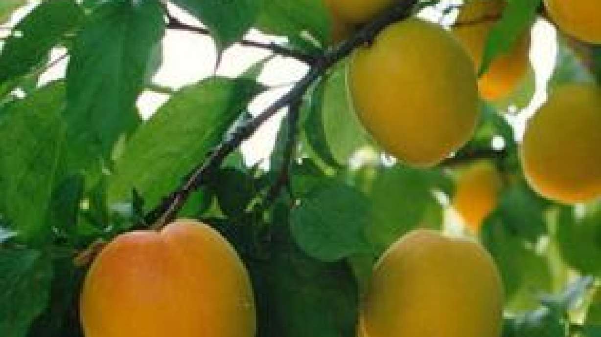 Pest and Disease Tips For Fruit Trees