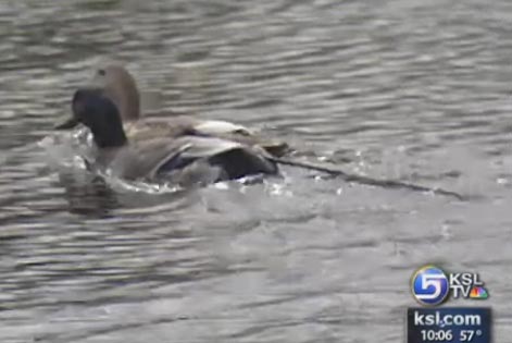 Officers Help Rescue Injured Neighborhood Duck