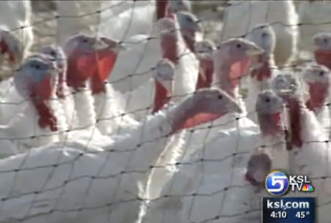 Increased Appetite for Turkey Helping Utah Turkey Farms