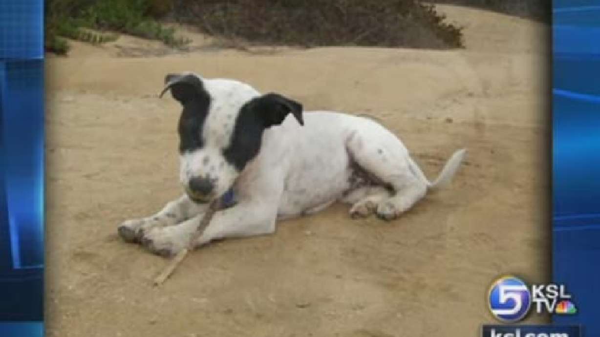 Dog Targeted in Car Break-in