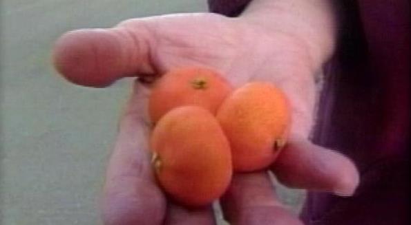Chemical in mandarins might fight allergies