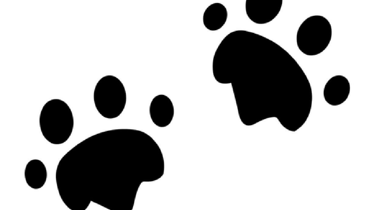 Kittens tossed from car window