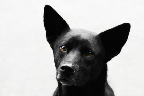 Bill would regulate 'comfort' animals