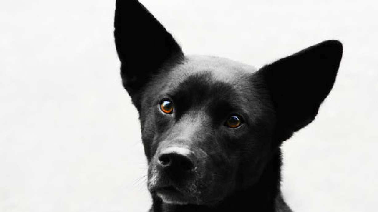 Unlicensed dogs get reprieve in Utah town