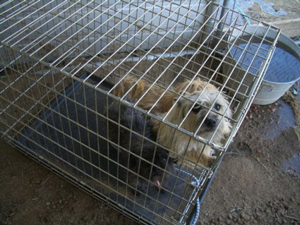 Animal advocates concerned over possible abuse at shelter