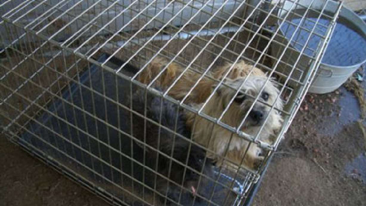 Animal advocates concerned over possible abuse at shelter