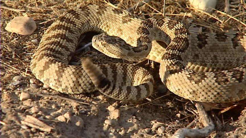Rattlesnake bites seem to be more toxic