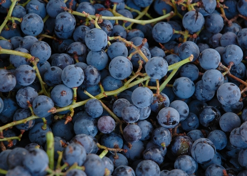 Study targets health benefits of grape juice