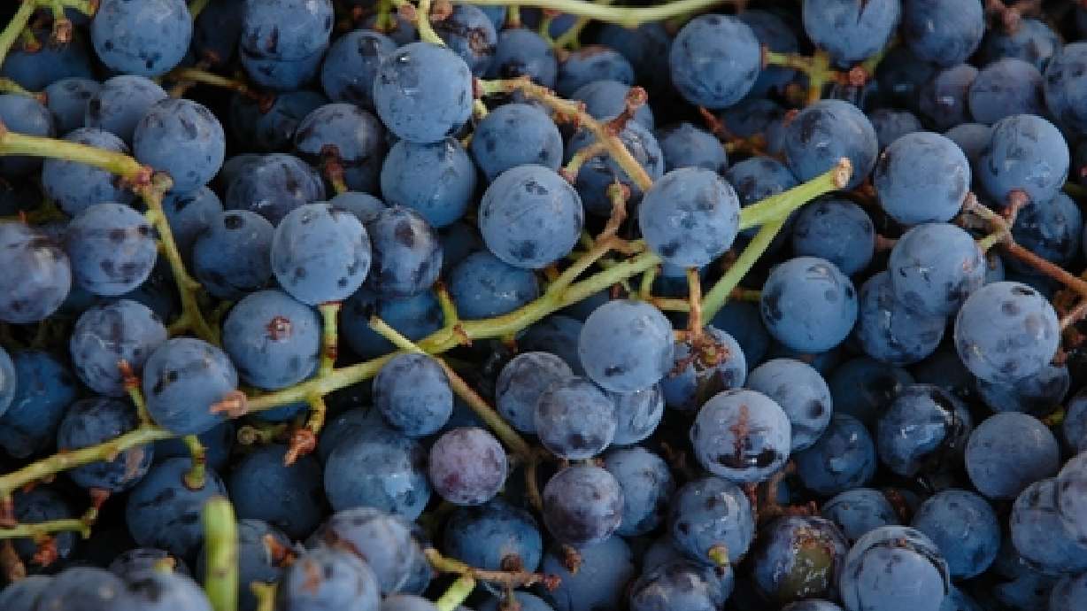 Study targets health benefits of grape juice