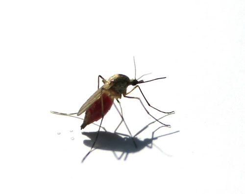 Extra nasty mosquito drawing more complaints in Salt Lake City