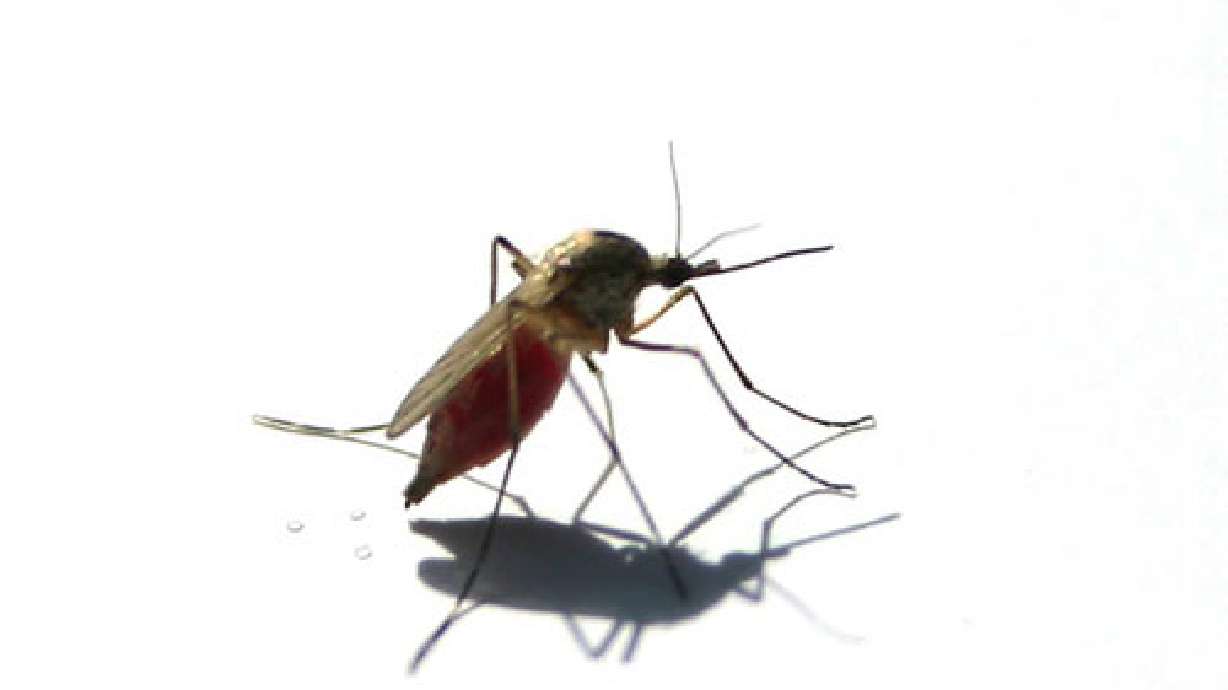 West Nile confirmed in crow