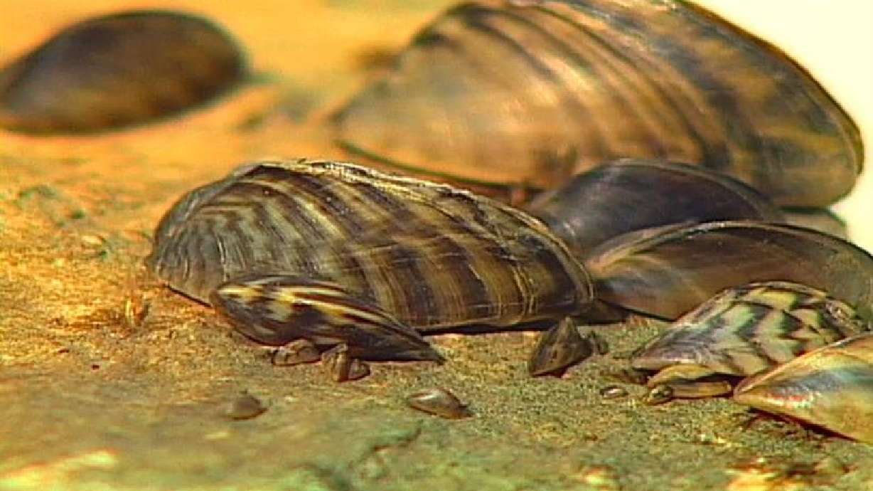 Unwelcome mussels may have entered Utah waters