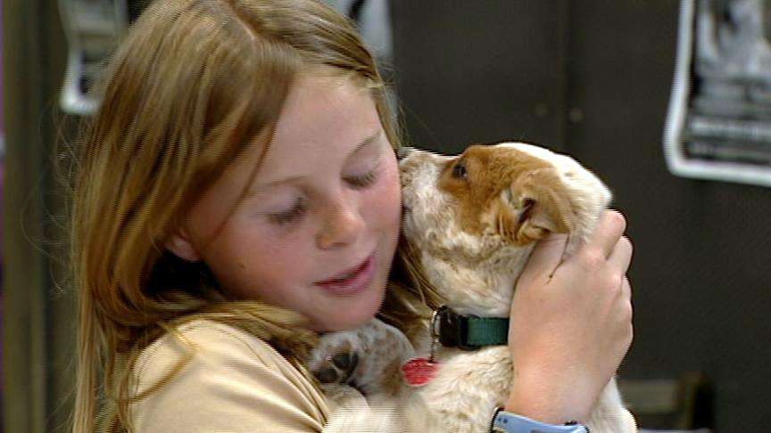 New animal shelter to be built in Summit County