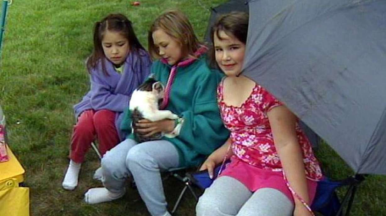 Patches the cat dies following surgery