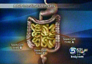 Dr. Capecchi: Adult stem cells more complicated than previously thought