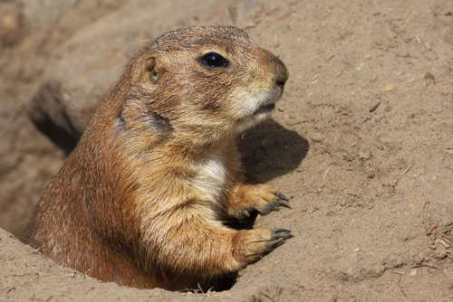 New plan allows landowners to remove prairie dogs