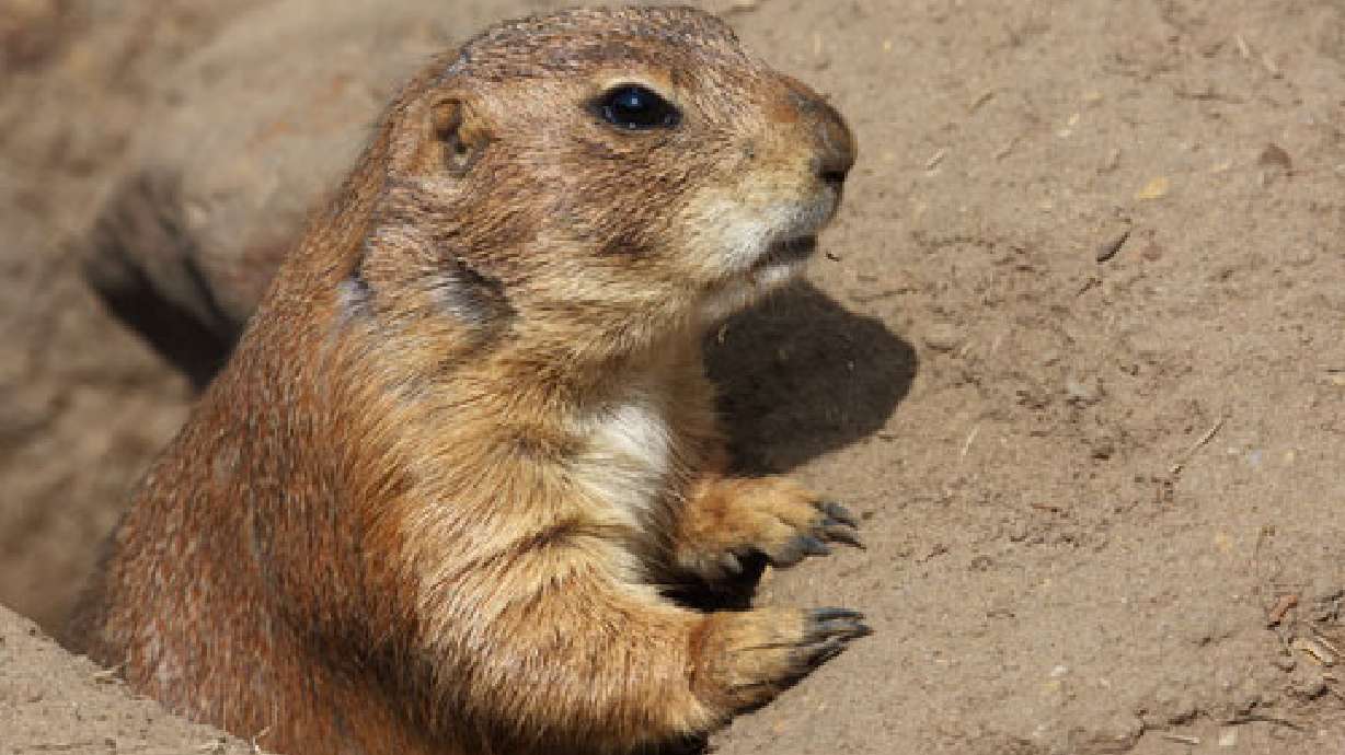 Trappers kicking prairie dogs out of cemetery