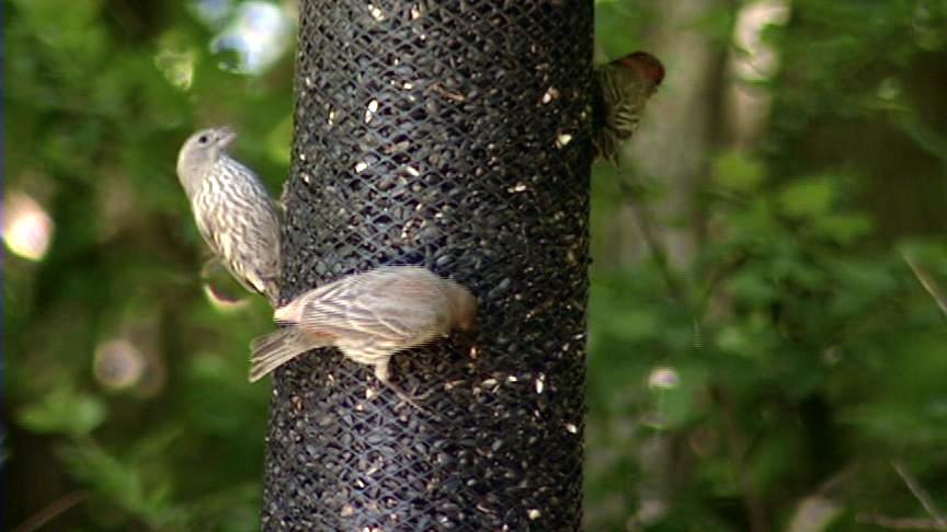 Utahn helping bird-watchers across the country