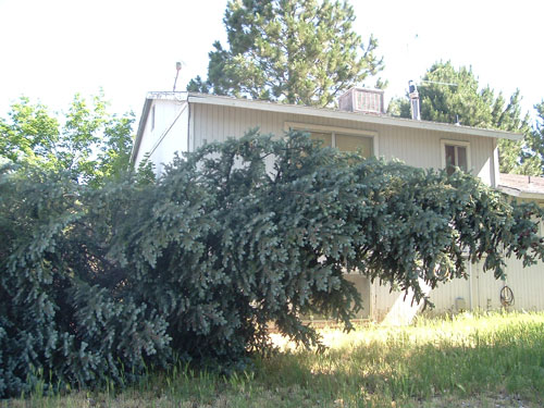 Strong winds leave a big mess in one Orem neighborhood