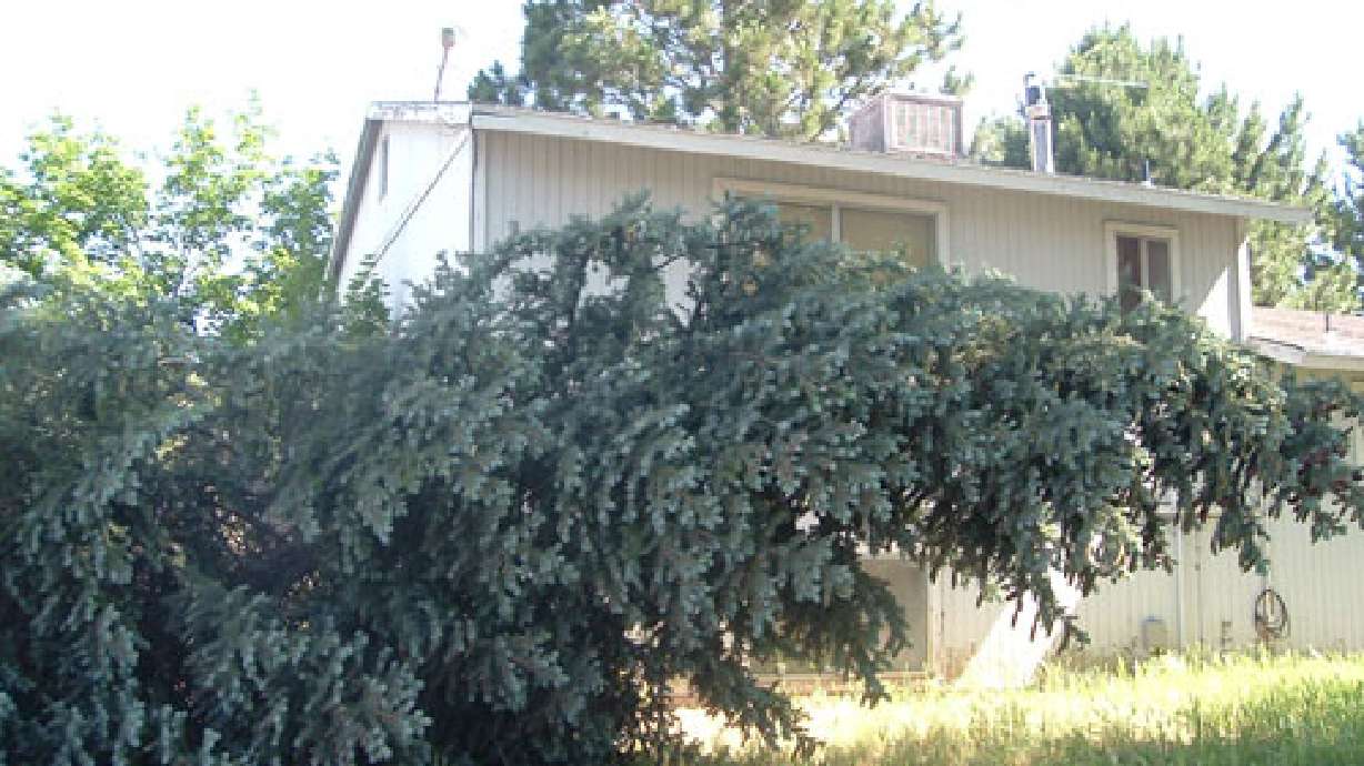 Strong winds leave a big mess in one Orem neighborhood