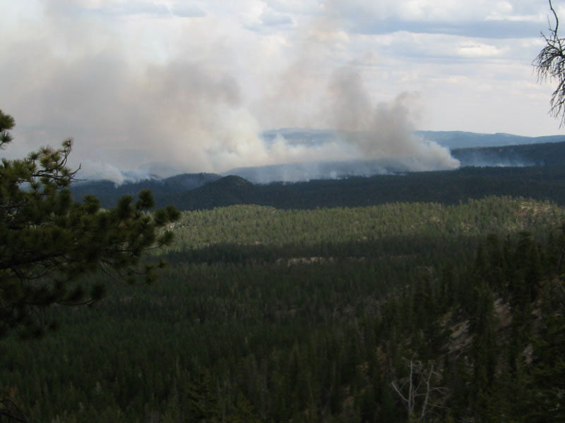 Fire rehabilitation team at work in Dixie forest