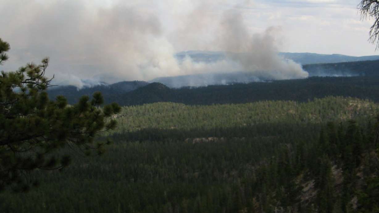 Fire rehabilitation team at work in Dixie forest