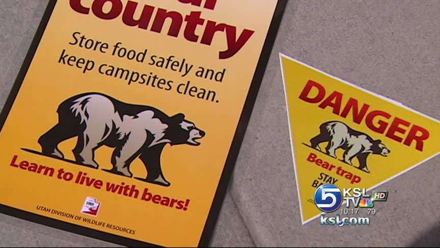 Bear trapped in Vernal, released to the wild