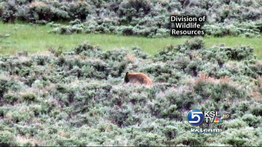 Bear trapped in Vernal, released to the wild