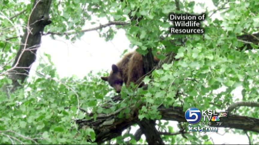 Bear trapped in Vernal, released to the wild