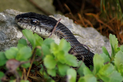 Project aims to capture Western animals on tape