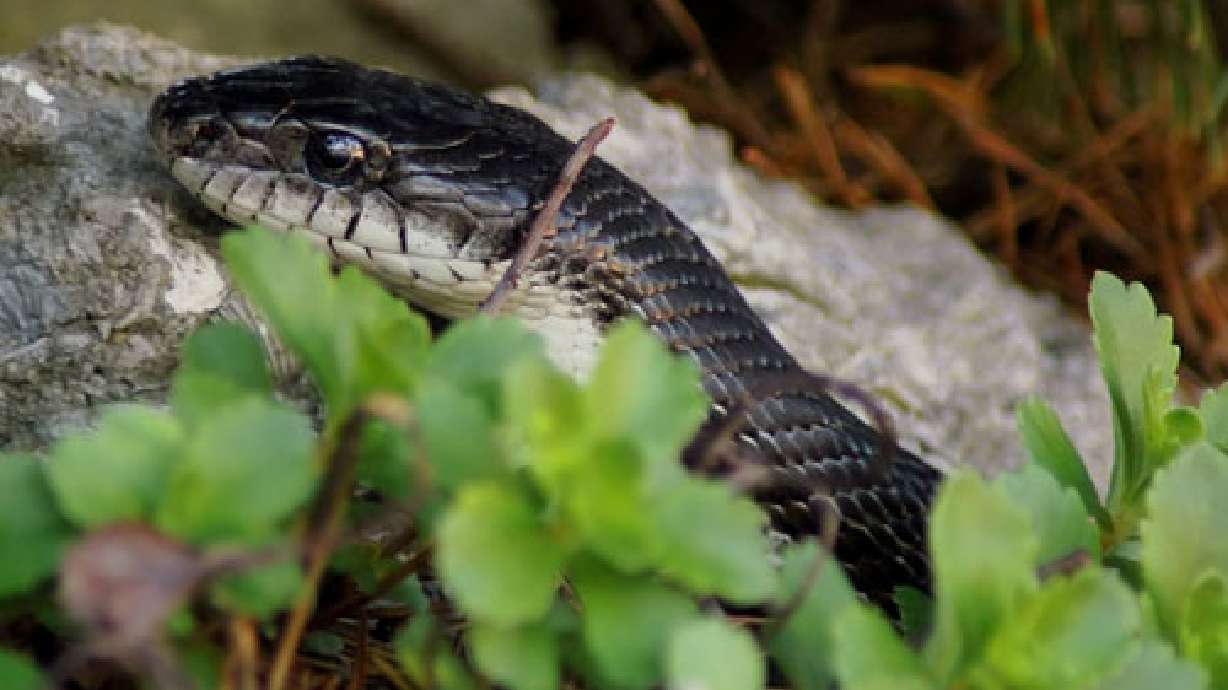 Snakes find way in package mailed to Utah woman