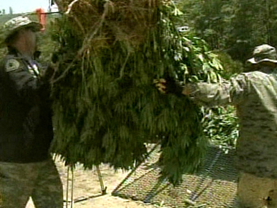 35,000 pot plants found in California mountains