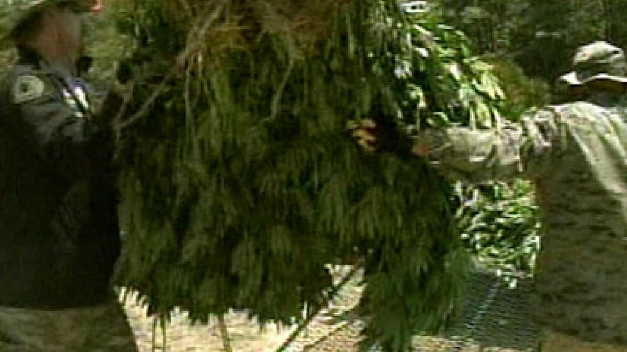 35,000 pot plants found in California mountains