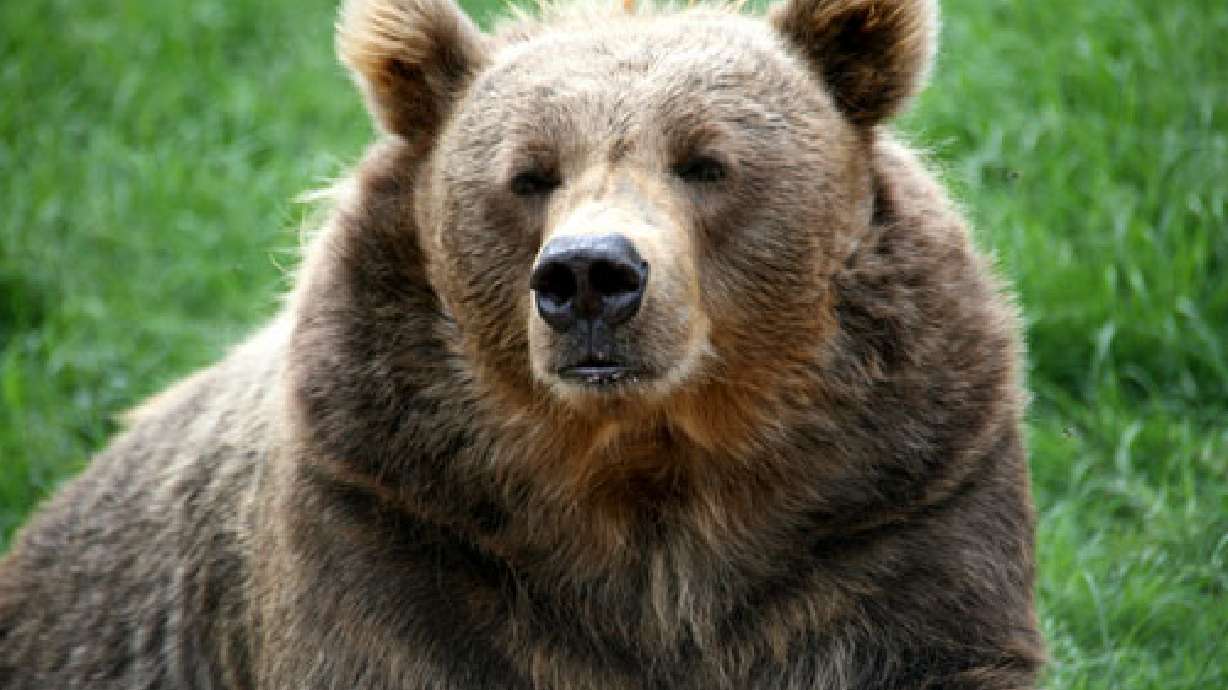 Soldier mauled by bear was wearing protective gear