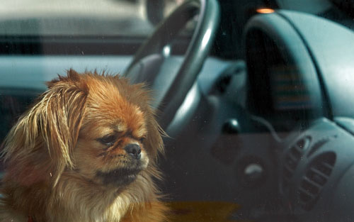 Humane society warns against leaving pets in cars
