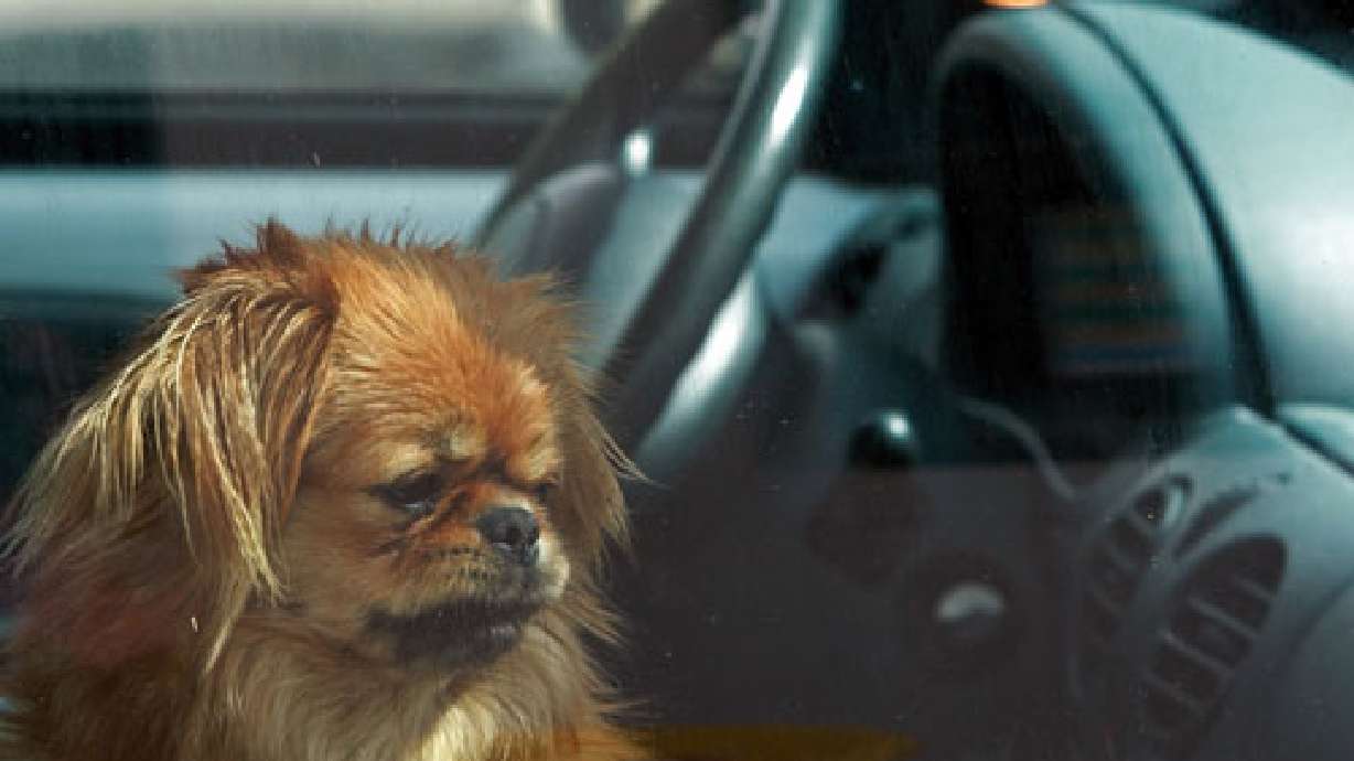Humane society warns against leaving pets in cars
