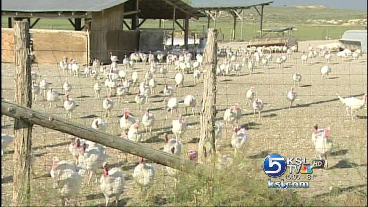State stepping in to help turkey industry