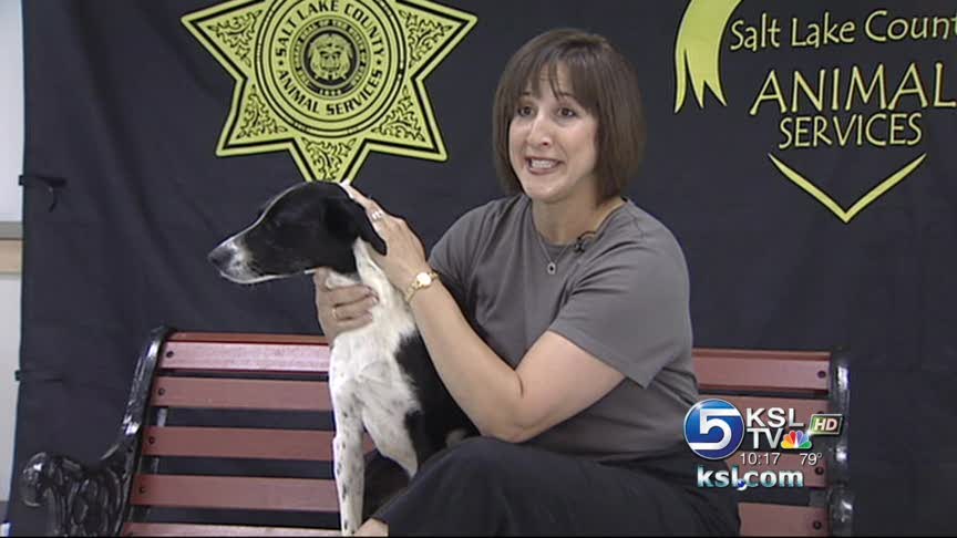 Full house at animal shelter following holiday weekend